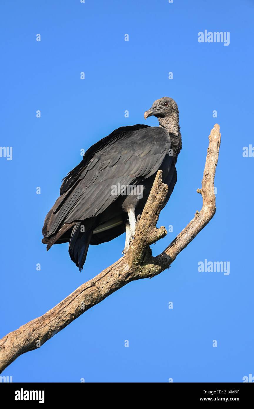 Mexikanischer geier -Fotos und -Bildmaterial in hoher Auflösung – Alamy