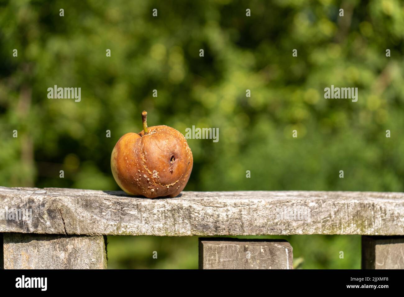 Faule Äpfel, Fäulnis und Lebensmittelabfälle Konzept mit Foto von ungesund verfaulten schlechten Apfel auf grünem Hintergrund Stockfoto