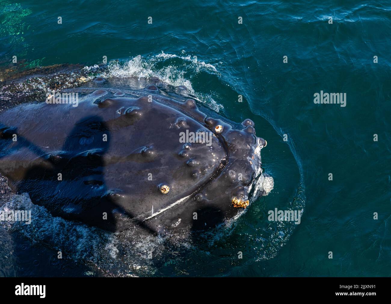 Ein Buckelwal sticht seinen Kopf aus dem Wasser und zeigt Seepocken, die auf der Haut seines Kopfes wachsen, während einer Walbeobachtungsfahrt im Pazifischen Ozean in der Nähe Stockfoto