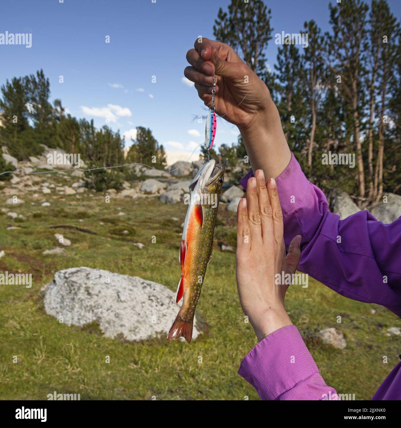 Die Hände der Womans halten eine Bachforelle, die mit einem Köder in einem Bergsee gefangen wird Stockfoto