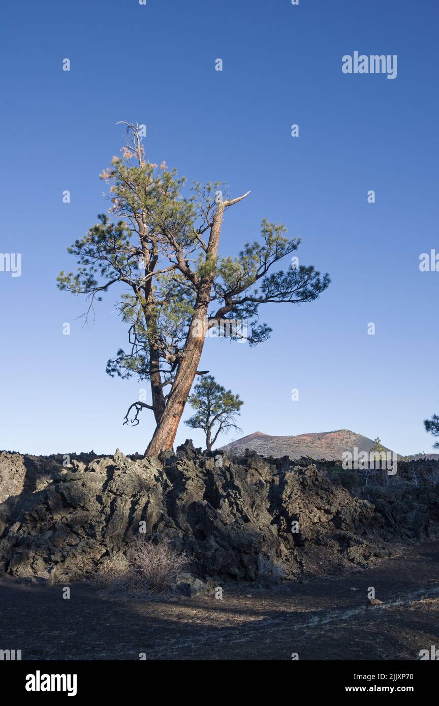 Kiefern wachsen aus einem Lavastrom am Sunset Crater Volcano National Monument im Norden Arizonas Stockfoto