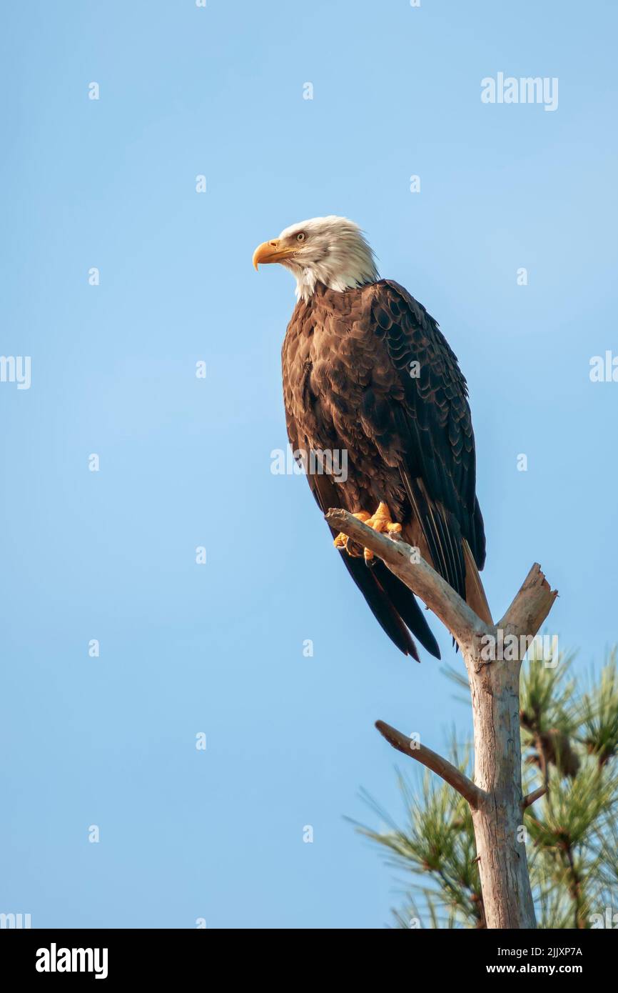 Weißkopfseeadler (Haliaeetus leucocephalus), der auf einem Baumzweig im Blackwater National Wildlife Refugium sitzt. Maryland. USA Stockfoto