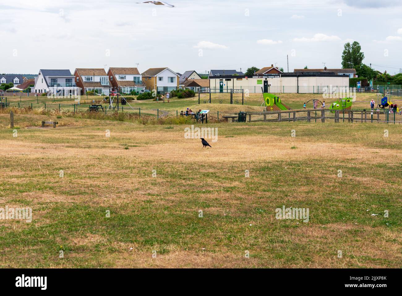 Herne Bay, Kent, Großbritannien: Der trockenste Juli seit 1911 bringt nach Angaben des Met Office verwelktes und vergilbtes Gras in ganz England und wird hier gesehen. Stockfoto