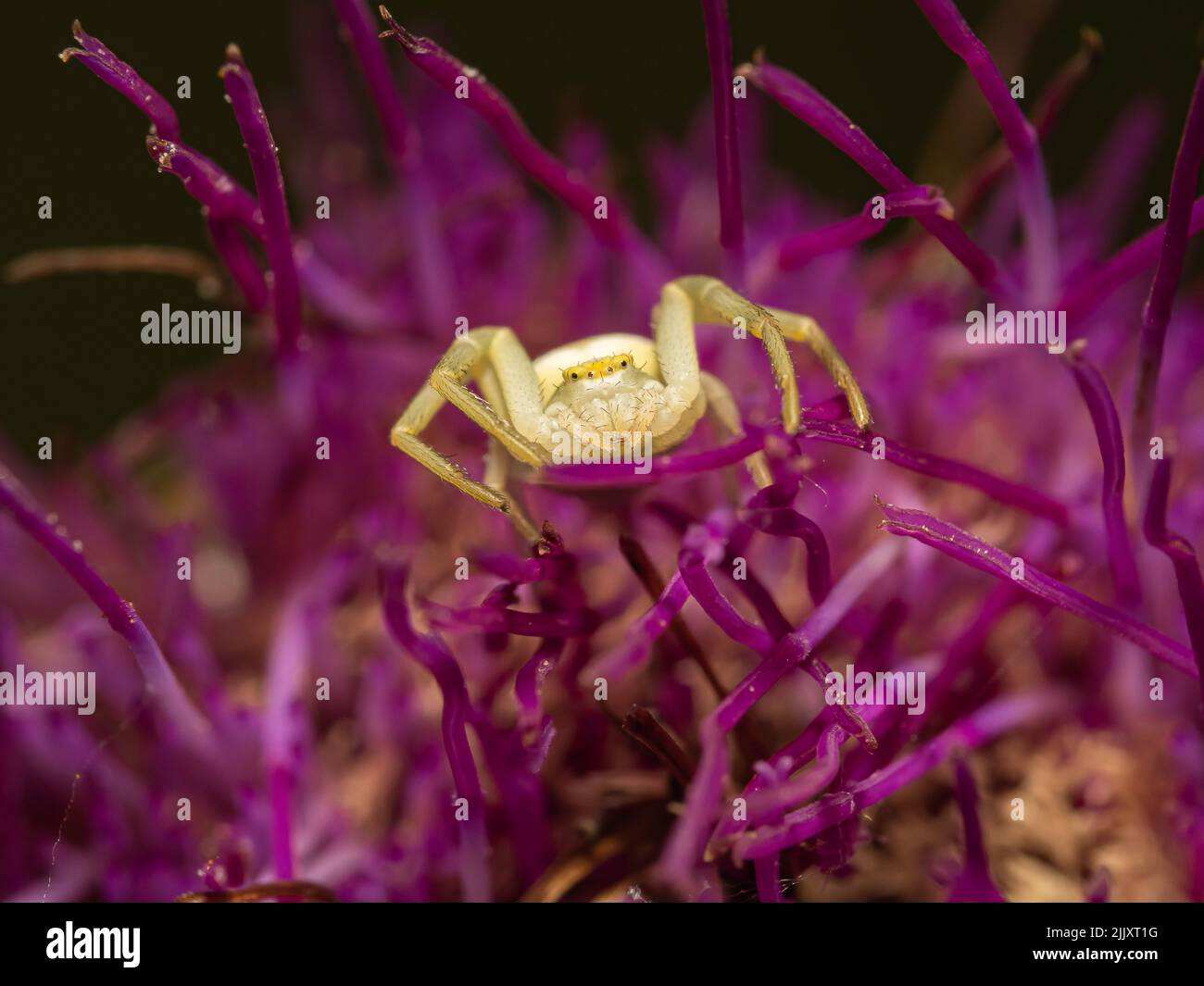 Crab Spider. Stockfoto