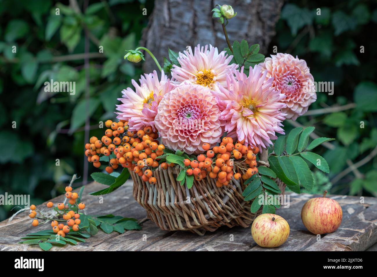 Bouquet von lachsfarbenen Dahlia-Blumen und Ebereschen-Beeren im Korb im Garten Stockfoto