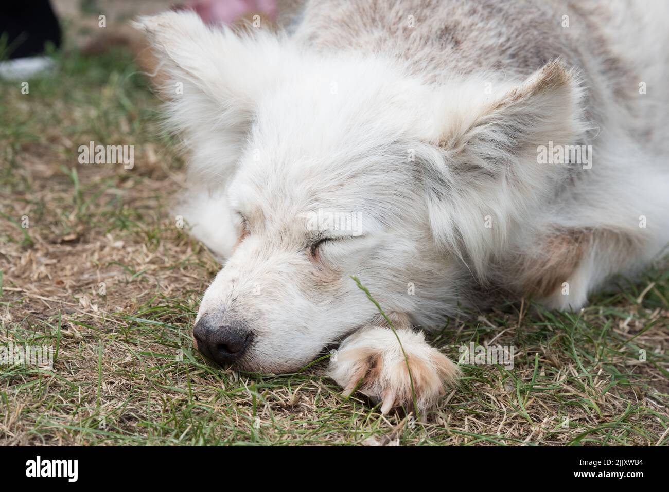 Alopecia-Krankheit Samoyed Hund. Dermatitis und Juckreiz von Hunden Stockfoto