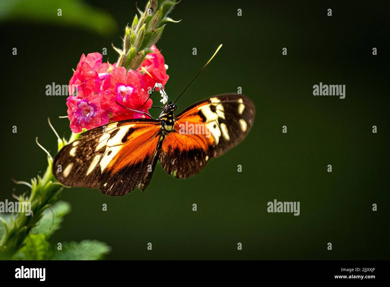 Heliconia Schmetterling auf einer roten Blume Stockfoto