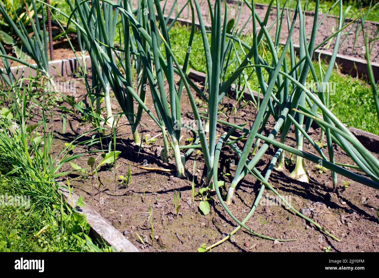 Feld von Zwiebelpflanzen wachsen in einem Gemüsegarten Boden Stockfoto