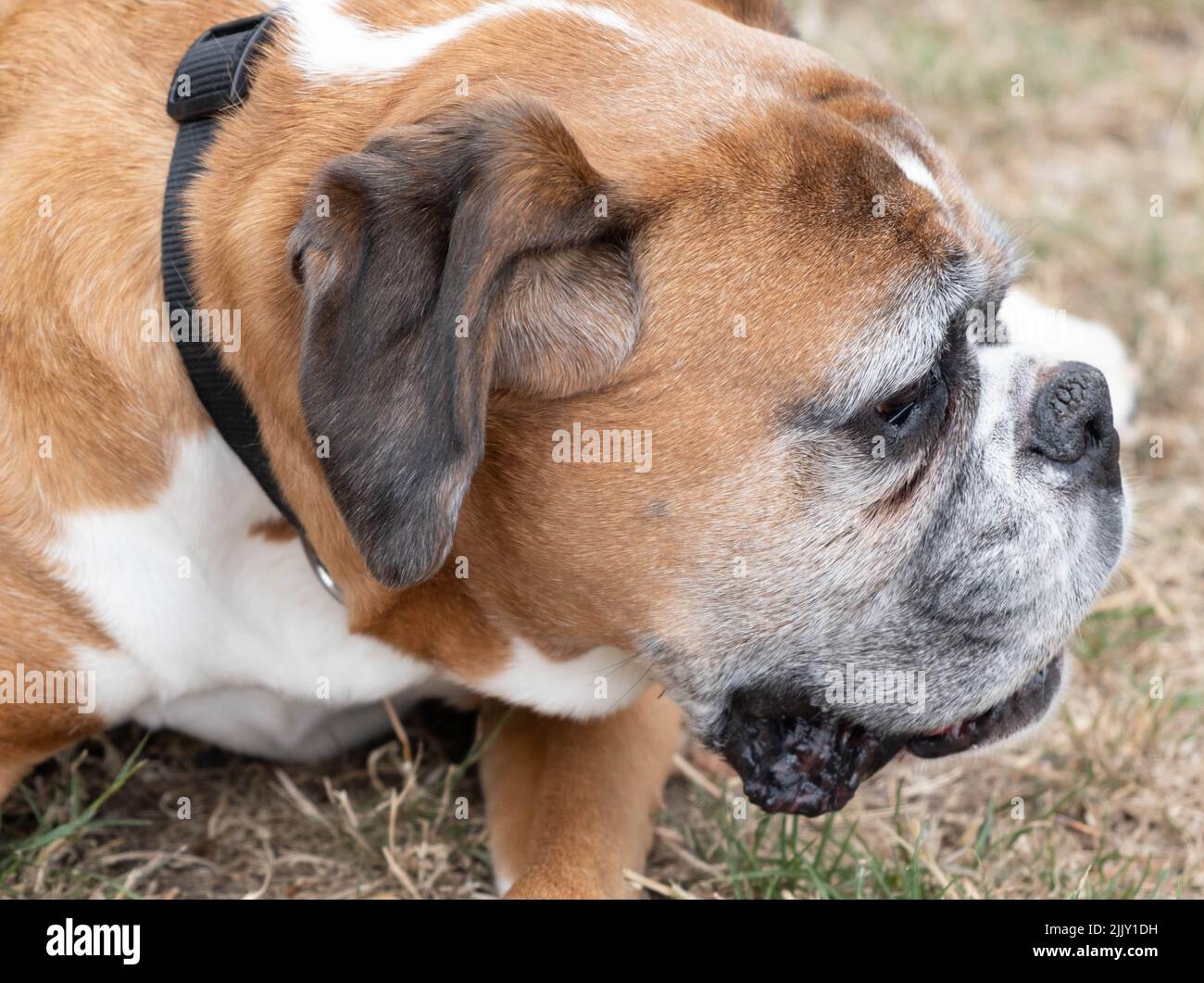 Wanderhunde im Park Stockfoto