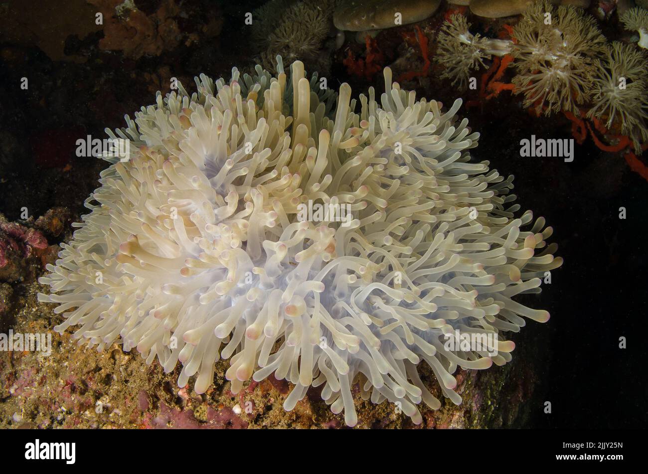 Herrliche Seeanemone, Heteractis magnifica, Stichodactylidae, Anilao, Batangas, Philippinen, Indo-pazifischer Ozean, Asien Stockfoto