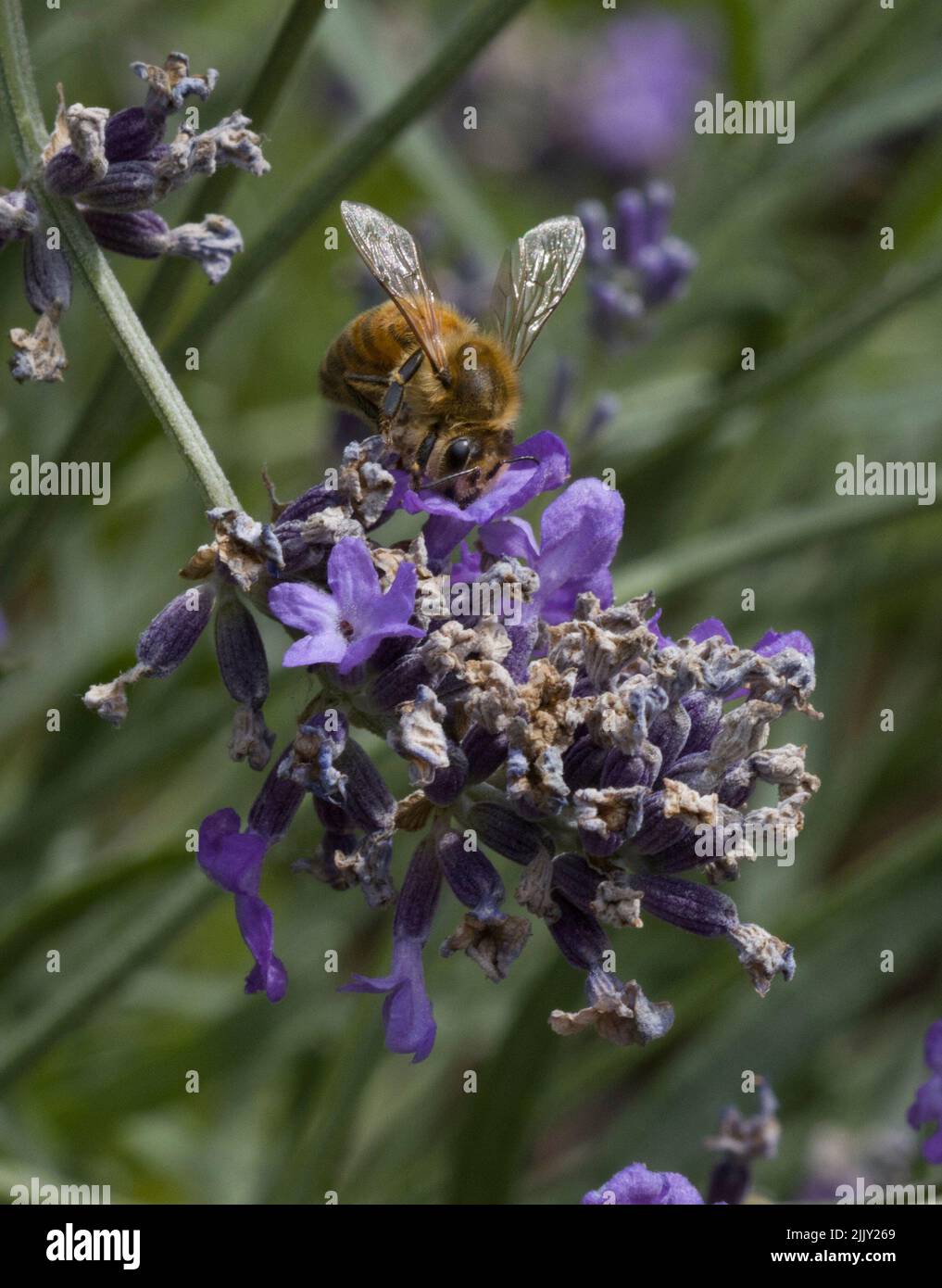 Honigbiene sammelt Nektar aus Lavendel Stockfoto