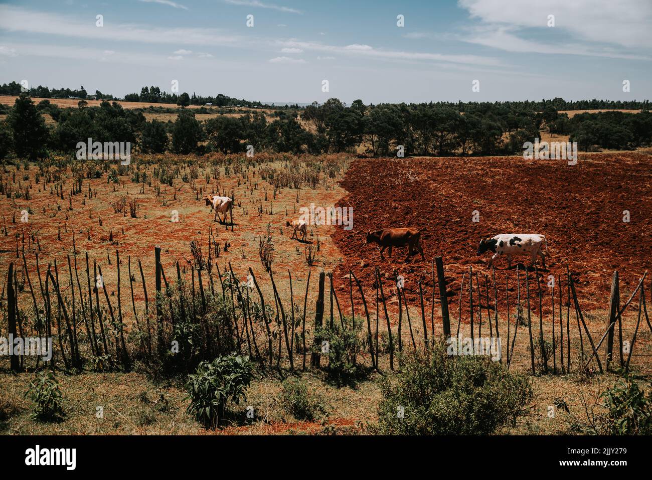 Kühe auf dem Bauernhof in Afrika. Einfaches Landleben in Kenia. Tiere, die auf dem roten Boden wandern Stockfoto