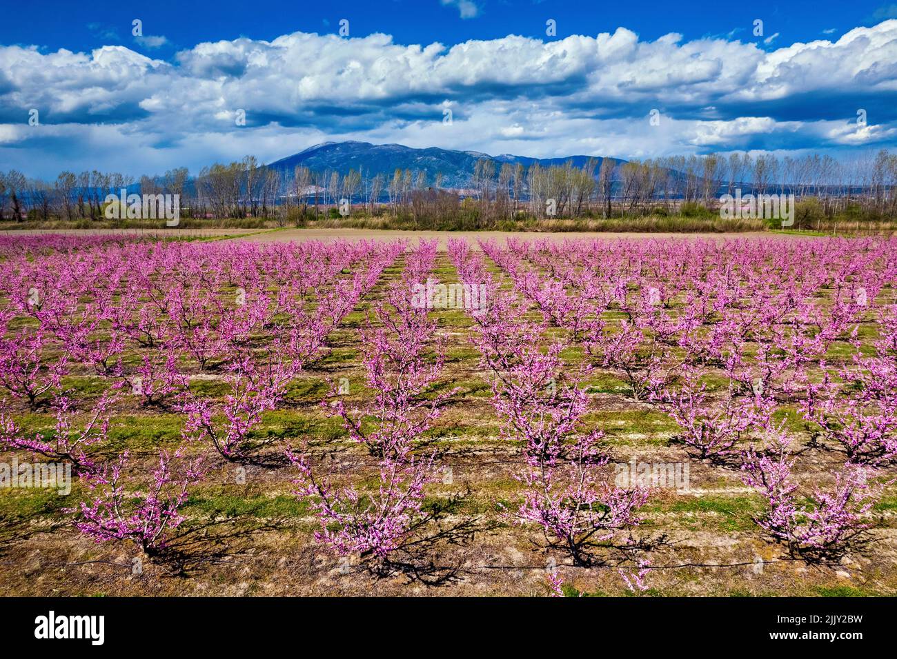 Blühende Pfirsichbäume in der Nähe von Giannitsa, Pella, Mazedonien, Griechenland. Stockfoto