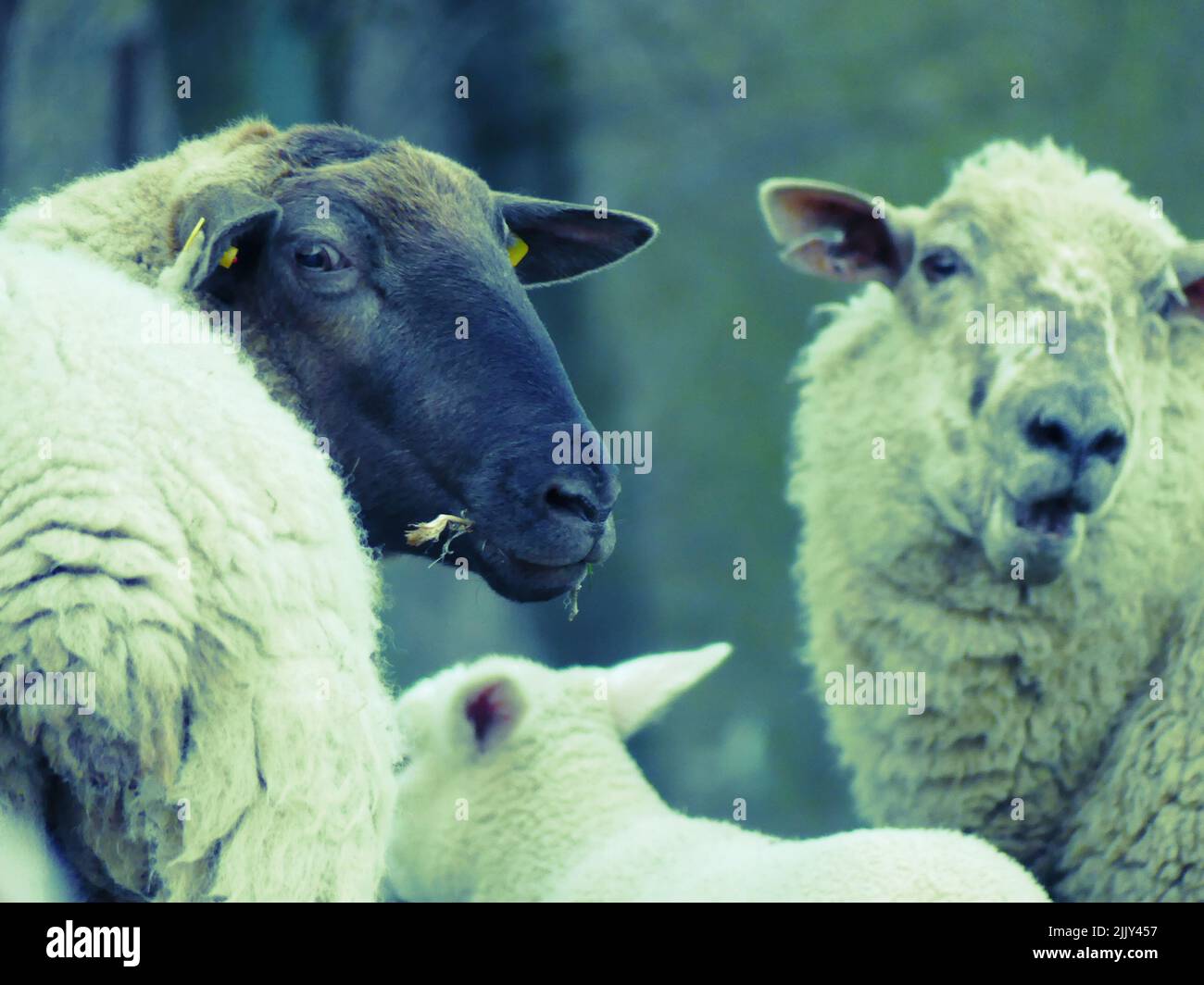 Eine selektive Fokusaufnahme eines Suffolk-Rasseschafes, das in die Kamera auf einer Weide blickt Stockfoto