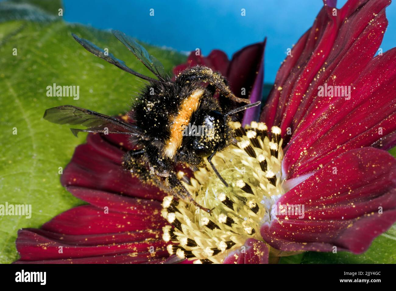 Hummel, sammeln von pollen Stockfoto