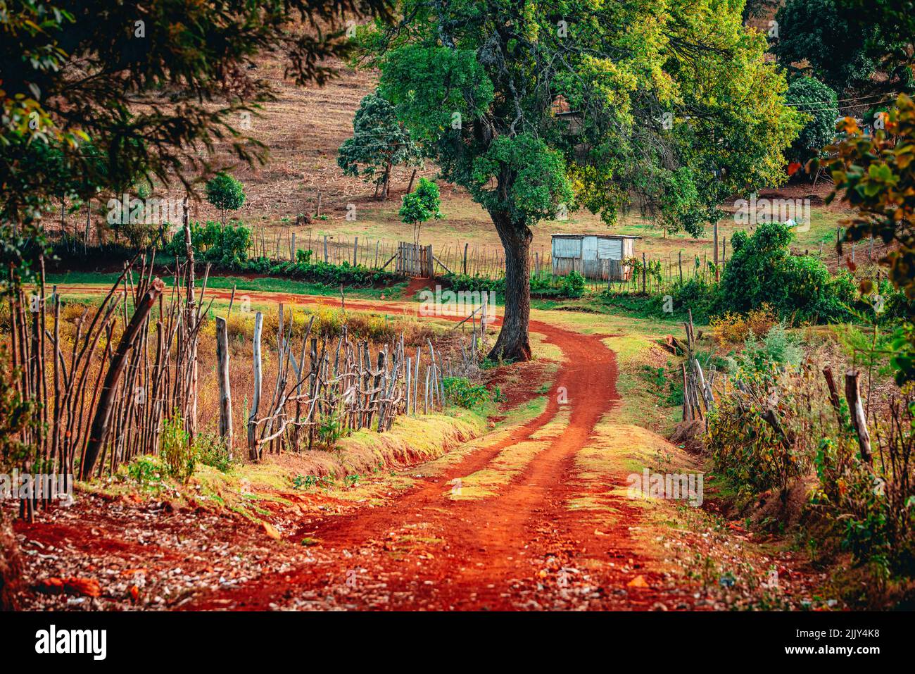 Wunderschöne afrikanische Landschaft. Ein Baum und Straßen mit rotem Boden, umgeben von einem Holzzaun. Ländliche Leben in Kenia, Ostafrika Stockfoto