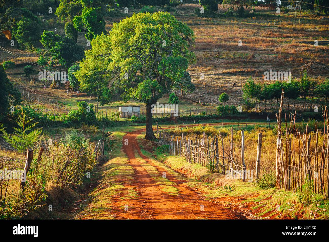 Wunderschöne afrikanische Landschaft. Ein Baum und Straßen mit rotem Boden, umgeben von einem Holzzaun. Ländliche Leben in Kenia, Ostafrika Stockfoto