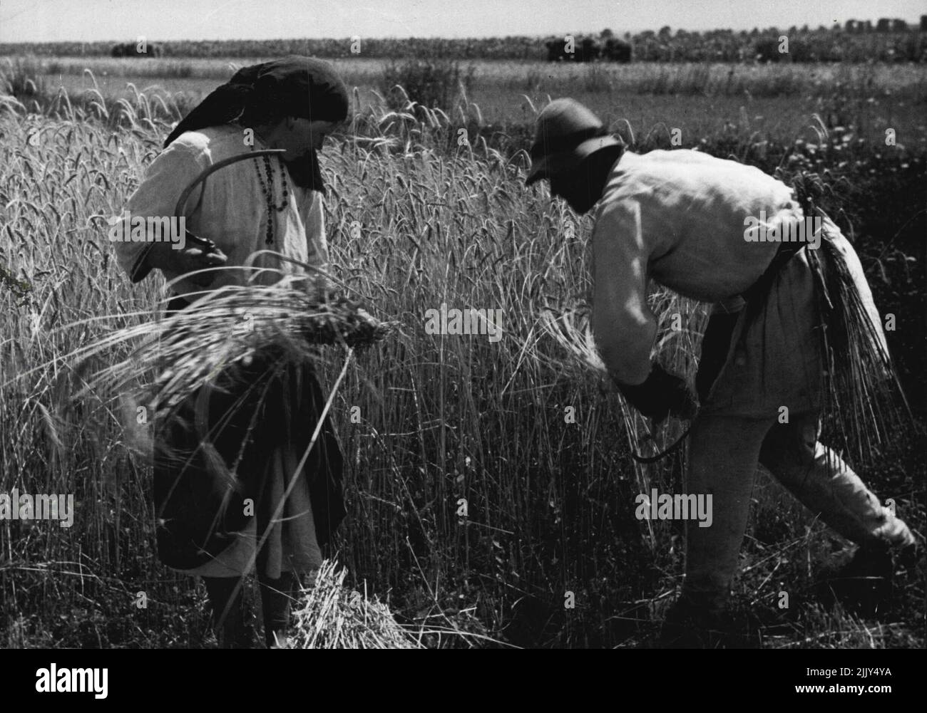 Rumänien - Landwirtschaft. 16. November 1939. (Foto: Kosmos Press Bureau (Australasia) Pty Ltd.). Stockfoto