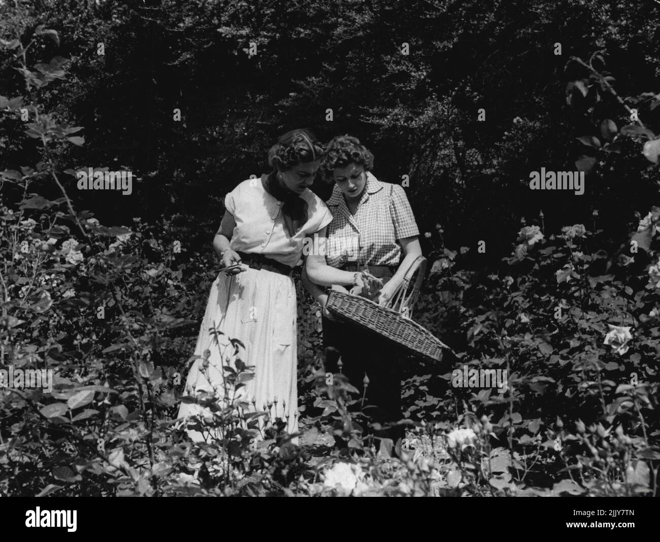 Herzogin von Kent und ihre Tochter Prinzessin Alexandra - die Herzogin von Kent und ihre Tochter in ihrem wunderschönen Buckinghamshire, dem Zuhause von Coppins im Dorf Iver, Bucks, pflücken Rosen aus ihrem versunkenen Rosengarten. 07. September 1954. (Foto von Michael McKeown). Stockfoto