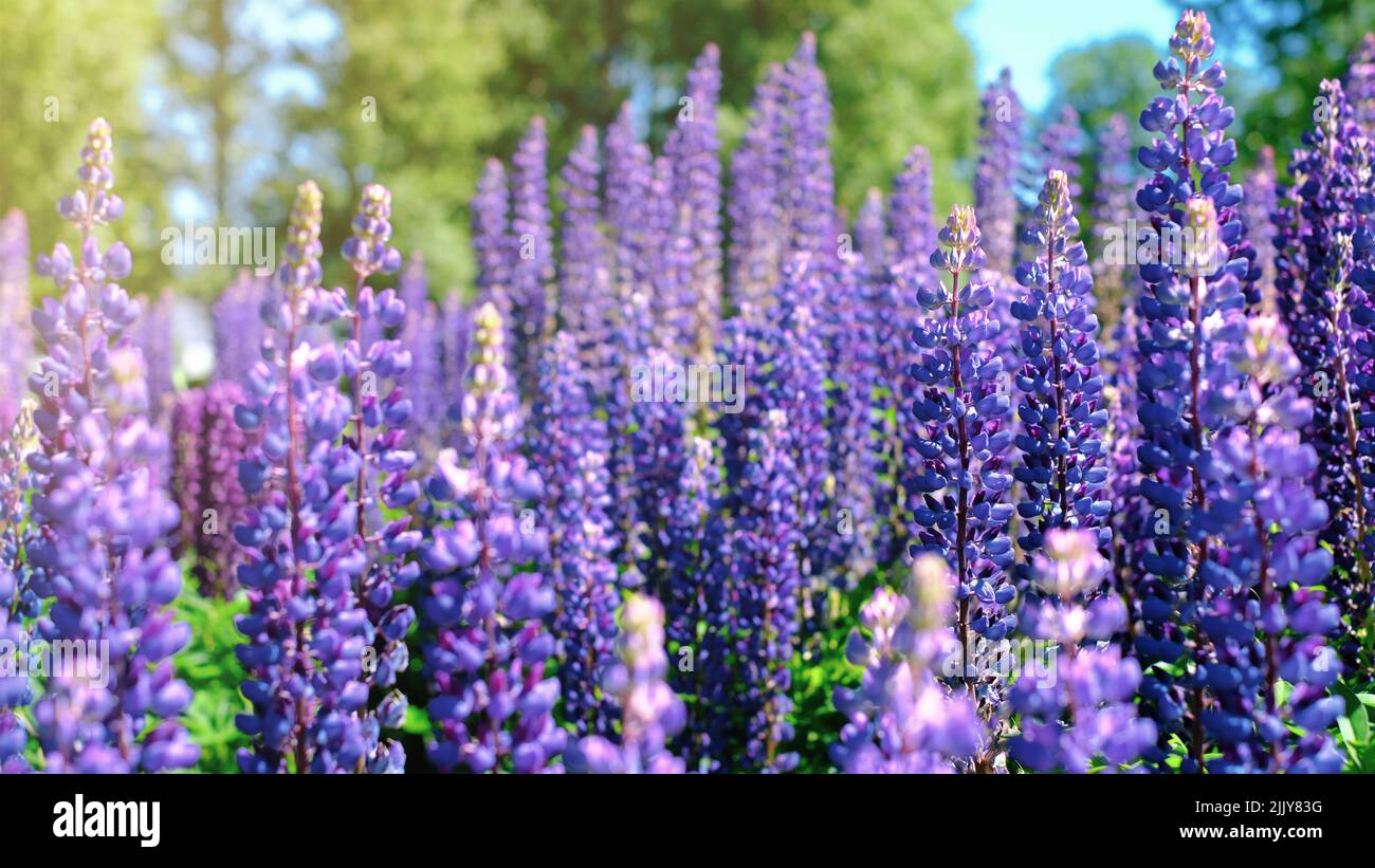 Ein schöner natürlicher Hintergrund für Ihre Projekte im Bannerformat mit einem Feld aus Lupinenblumen an einem klaren Sommertag Stockfoto