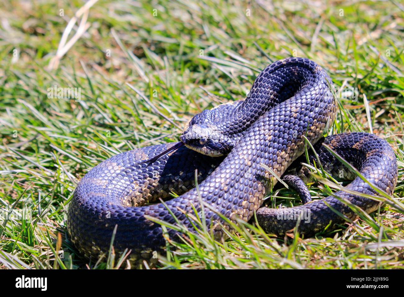 Eastern Hognose Snake mit abgeflachten Nacken auf sandigen Boden mit Gras Stockfoto