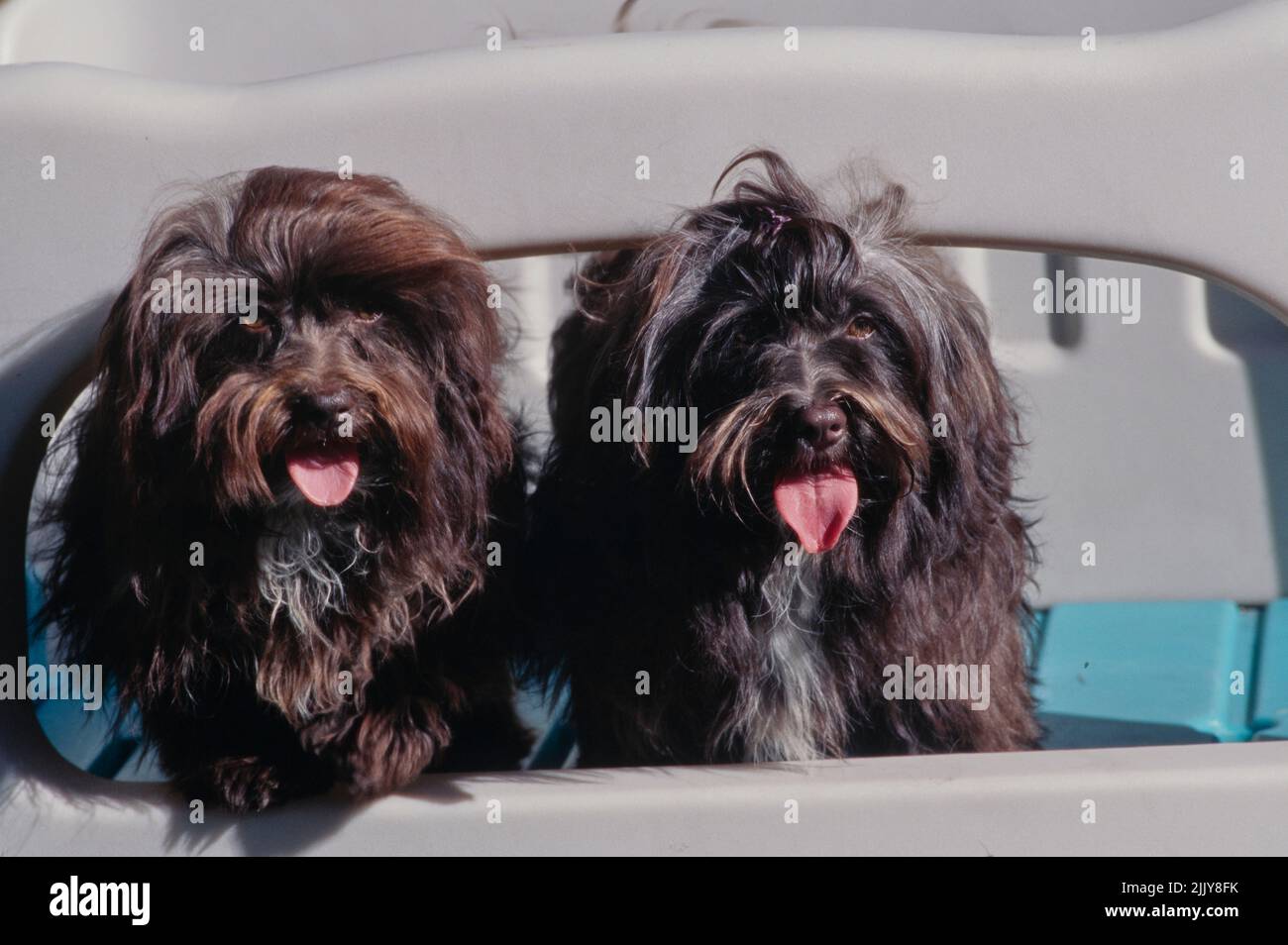 Havanese im Spielhaus Stockfoto