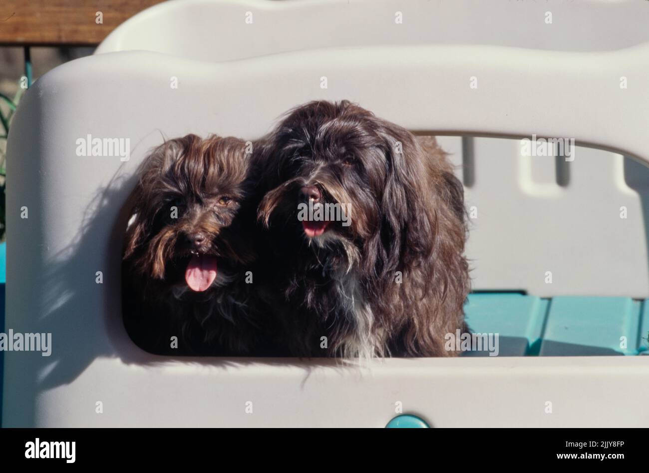 Havanese im Spielhaus Stockfoto