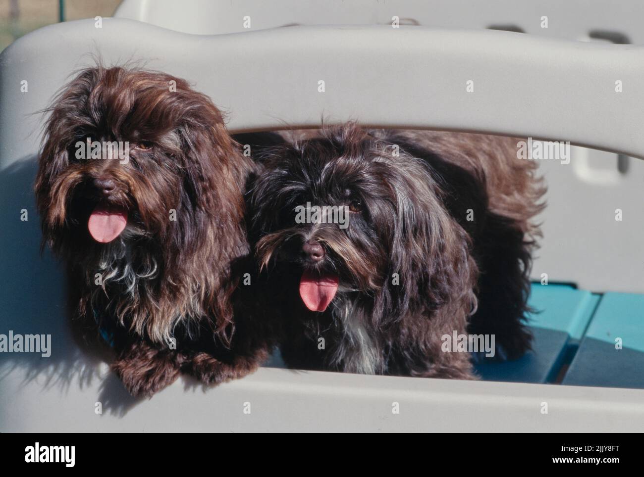 Havanese im Spielhaus Stockfoto