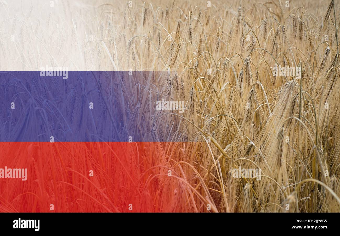 Gerste wächst natürlich in Sonnenlicht und Flagge Russlands. Goldenes Getreidefeld. Hoher Getreidepreis, Weizenknappheit und Lebensmittelkrisenkonzept. Stockfoto