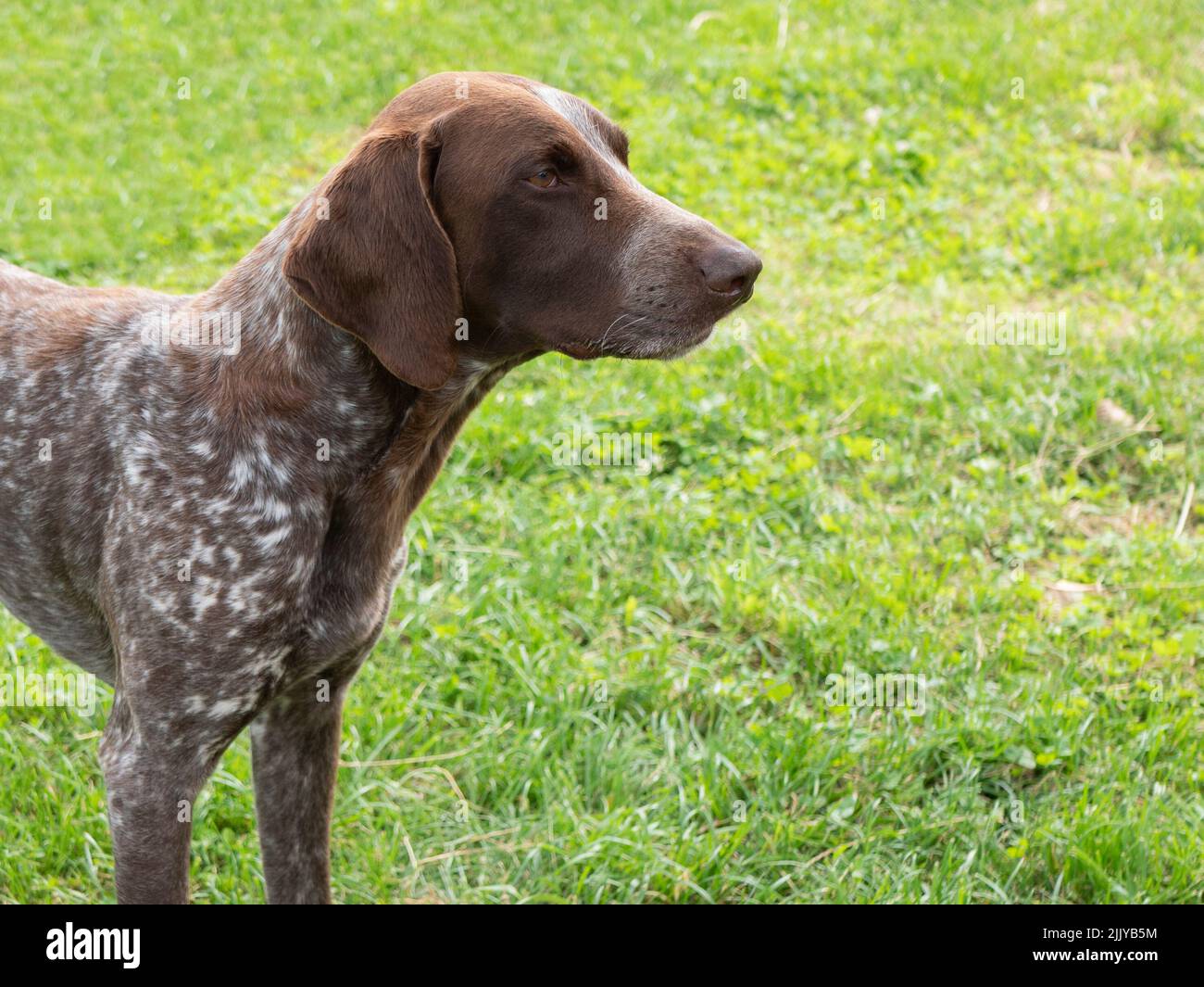 Deutscher Kurzhaar-Zeiger (Kurzhaar) im Freien, Kopierraum. Zeigehund, Jagd Rasse Stockfoto
