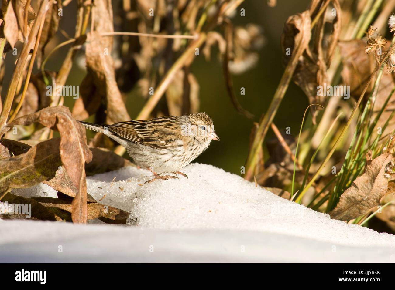 Chipping Sparrow , jugendlich (Spizella passerina) Stockfoto