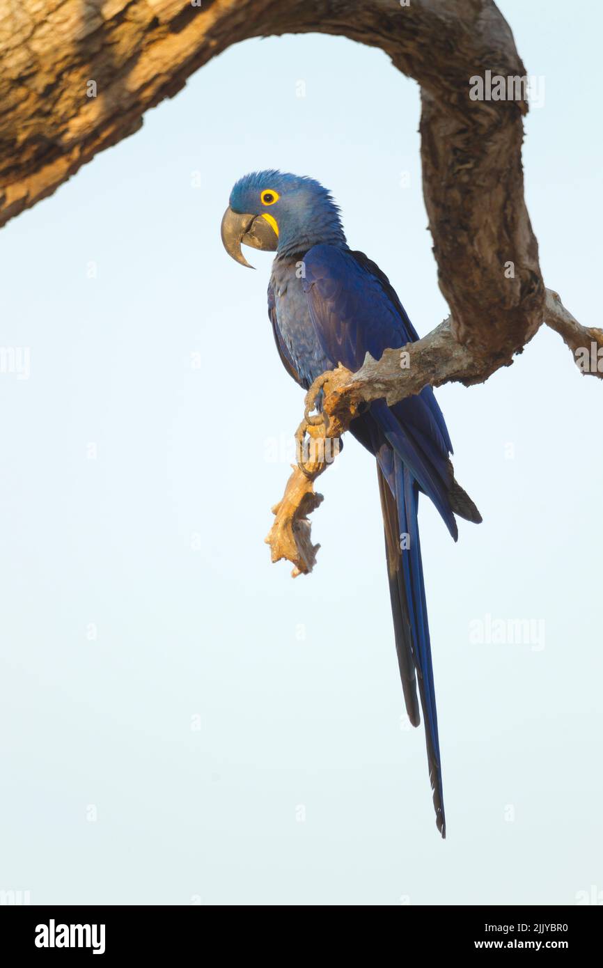 Hyazinth-Ara (Anodorhynchus Hyacinthinus) Stockfoto