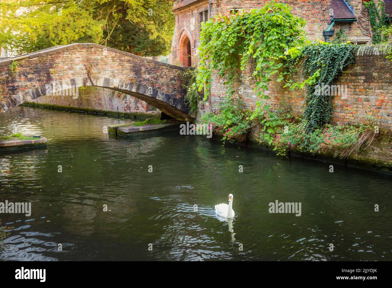 Single Swan schwimmt auf Brügge Kanalwasser mit Brücke, Belgien Stockfoto