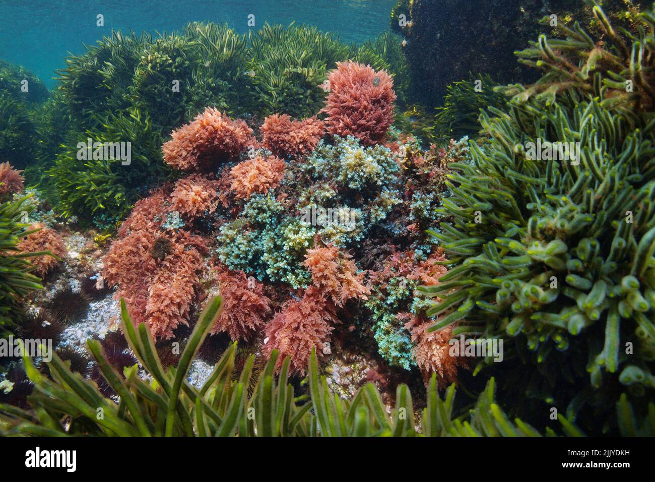 Algen mit roten, blauen und grünen Farben unter Wasser im Ozean, atlantische Algen, Naturszene, (Codium, Asparagopsis und Cystoseira Sp.) Spanien Stockfoto