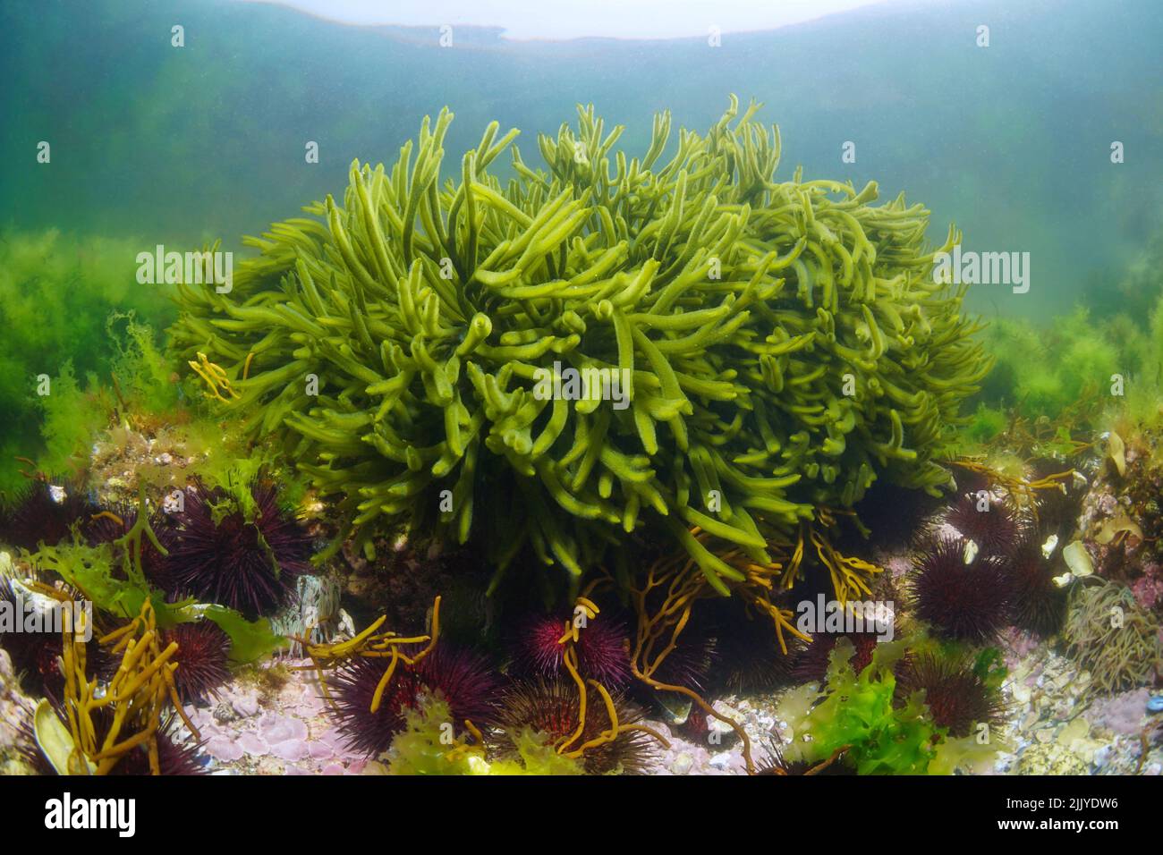 Grüne Alge Samthorn, Codium tomentosum Algen unter Wasser im Ozean, Ostatlantik, Spanien, Galizien Stockfoto