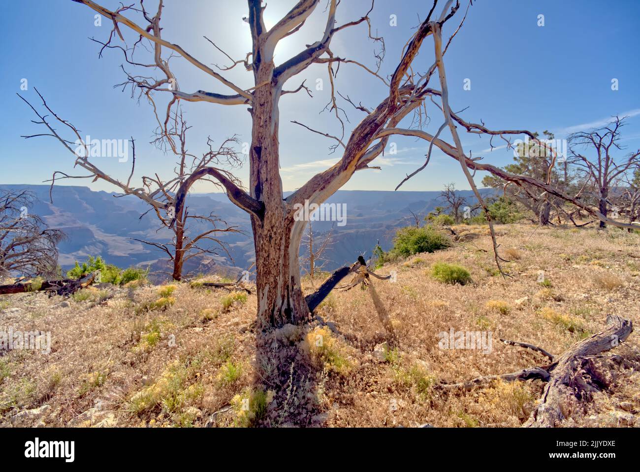 Tote Bäume in einem Wald östlich von Shoshone Point, der vor vielen Jahren durch einen Waldbrand am Grand Canyon Arizona verbrannt wurde. Stockfoto
