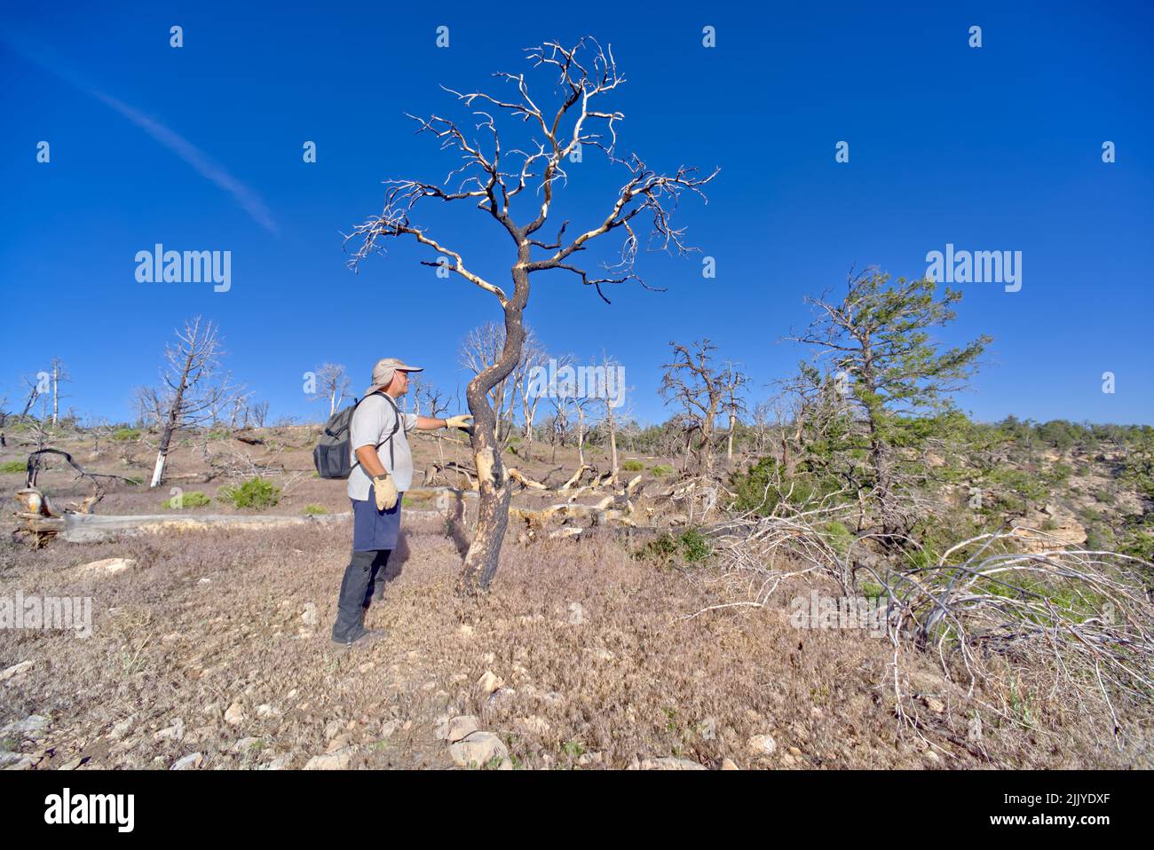 Wanderer untersuchen einen toten Baum in einem Wald östlich von Shoshone Point, der vor vielen Jahren durch einen Waldbrand am Grand Canyon Arizona verbrannt wurde. Stockfoto