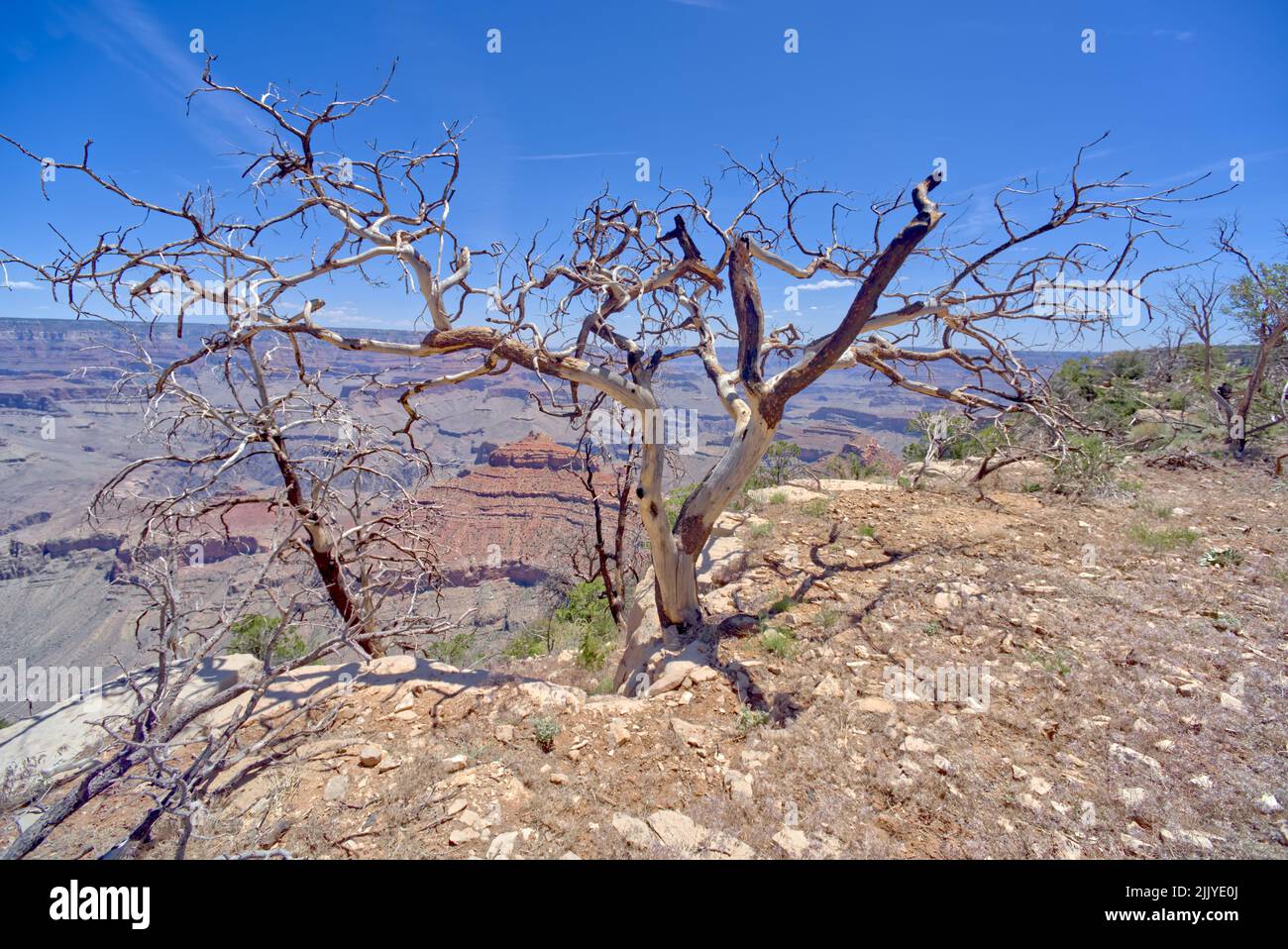 Ein verbrannter und verdrehter toter Baum am Rand einer Klippe östlich von Yaki Point am Grand Canyon Arizona. Stockfoto