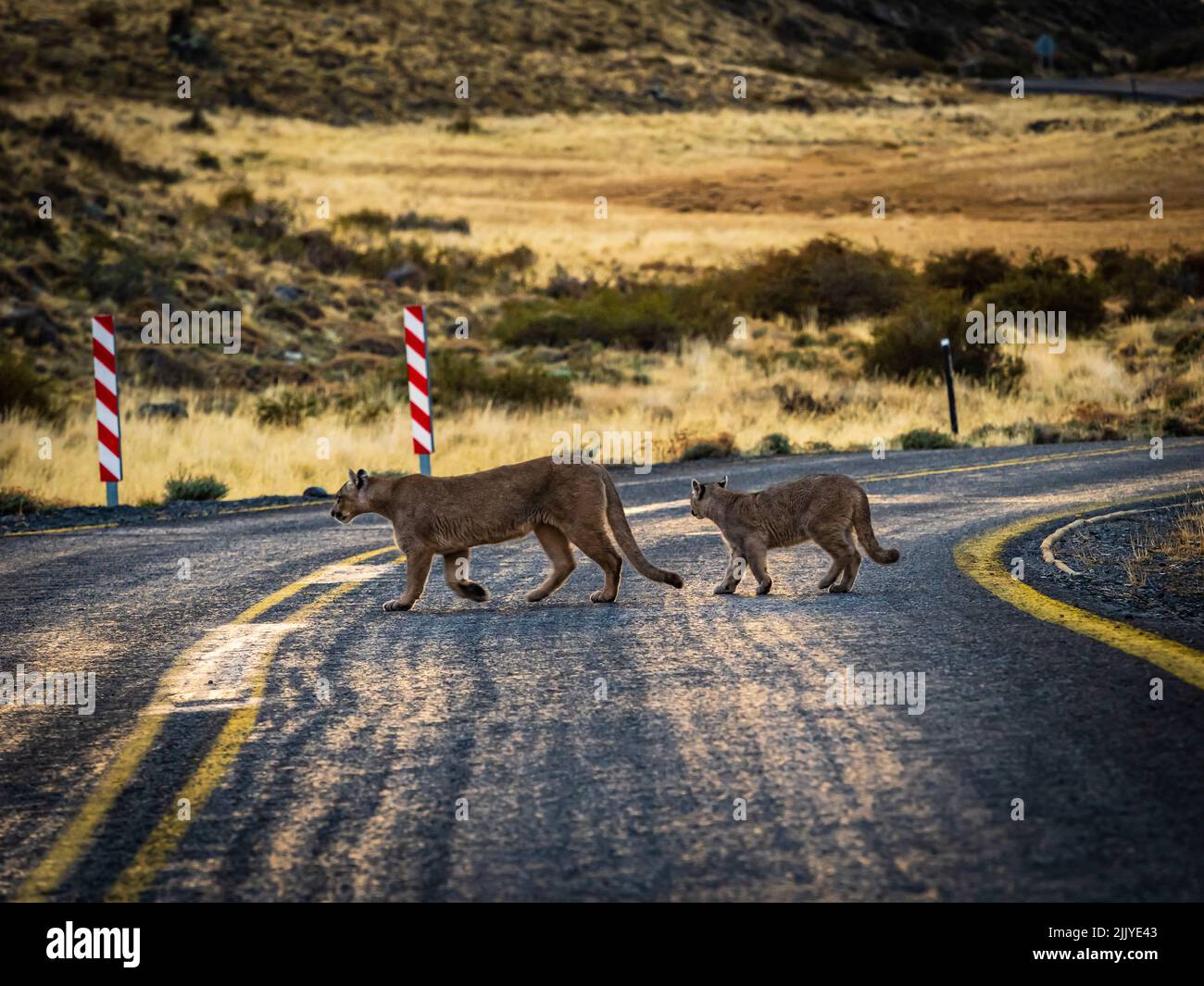 Überqueren der Straße, Pumas (Puma concolor), Torres del Paine Nationalpark, Patagonien, Chile Stockfoto