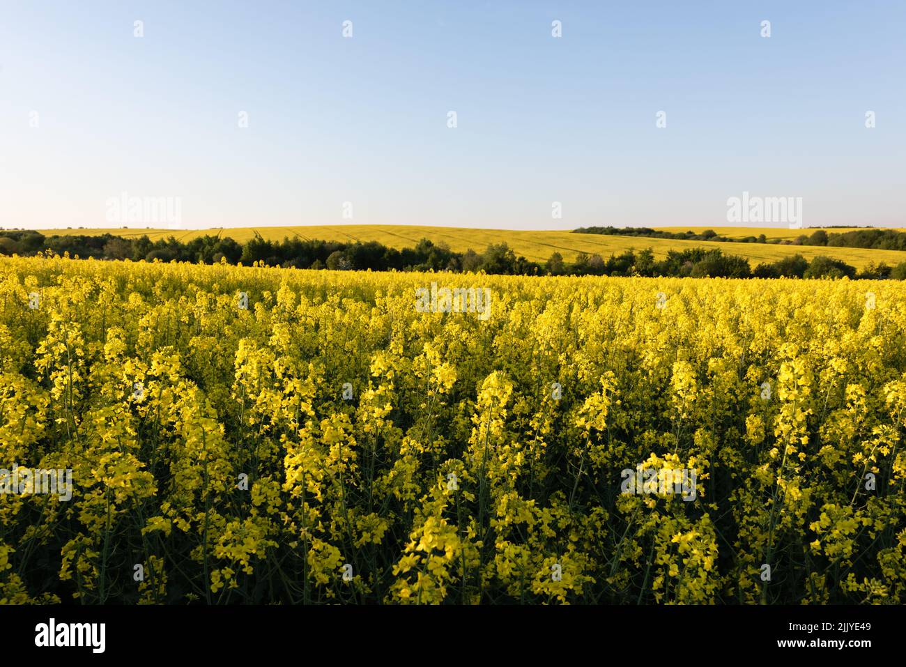 Gelbes Rapsfeld auf blauem Himmel Hintergrund. Landschaftsfotografie Stockfoto