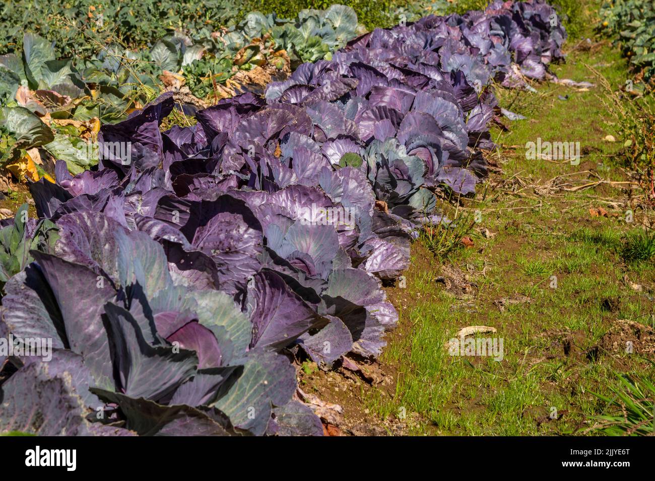 Eine Reihe von purpurem Kohl in einer Gemeinde unterstützte den landwirtschaftlichen Garten an einem sonnigen Herbsttag und wartete auf die Ernte. Stockfoto