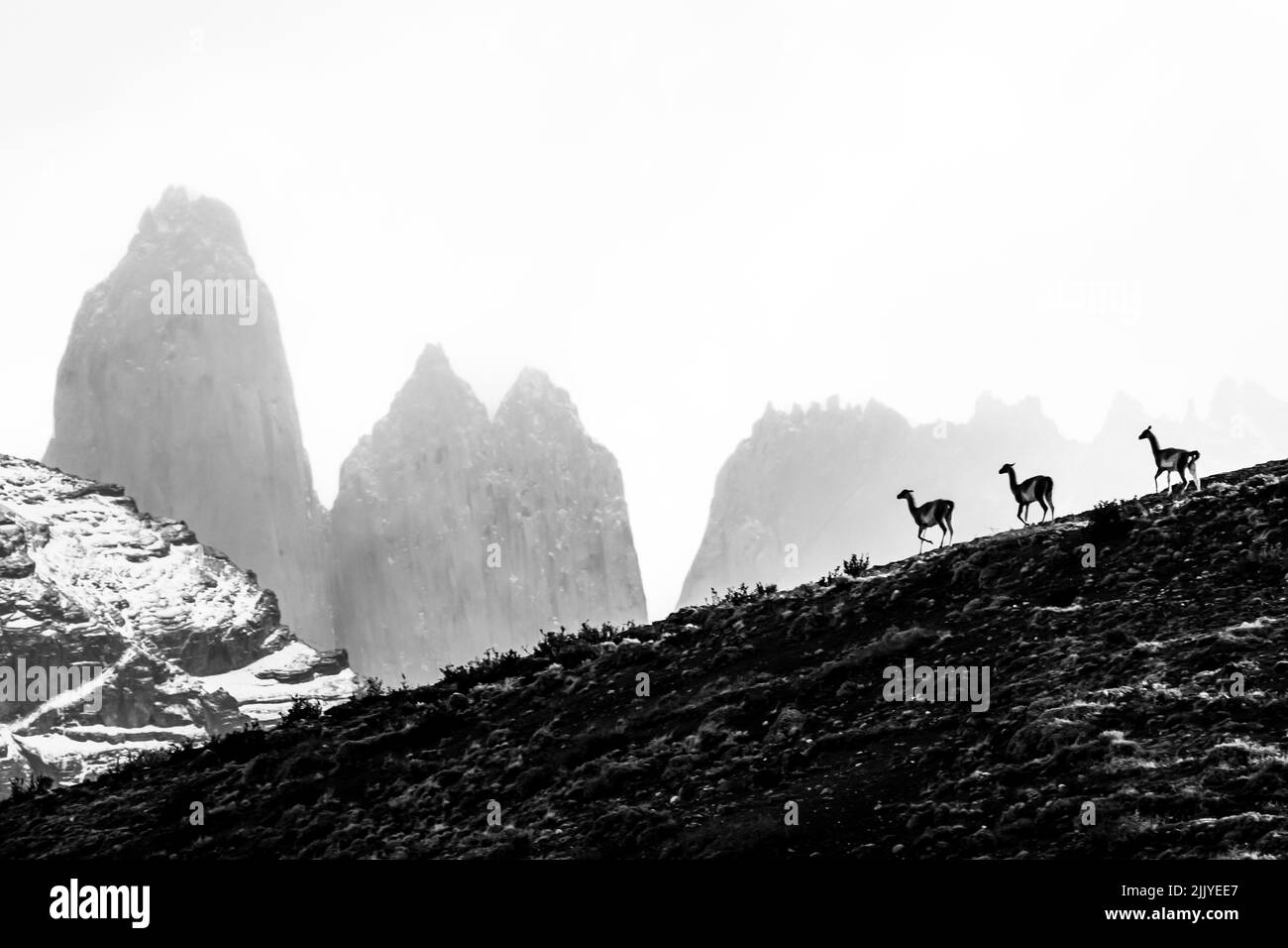 Schwarz-Weiß, Winterszene, Guanacos (Lama guanicoe) und die Türme, Torres del Paine Nationalpark, Patagonien, Chile Stockfoto