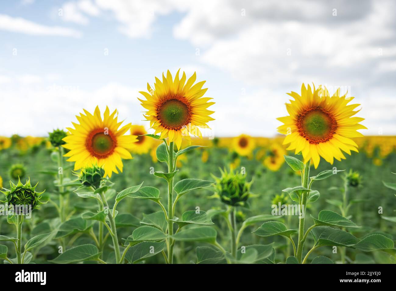 Sonnenblumenfeld und blauer Himmel aus der Nähe. Landschaftsfotografie Stockfoto