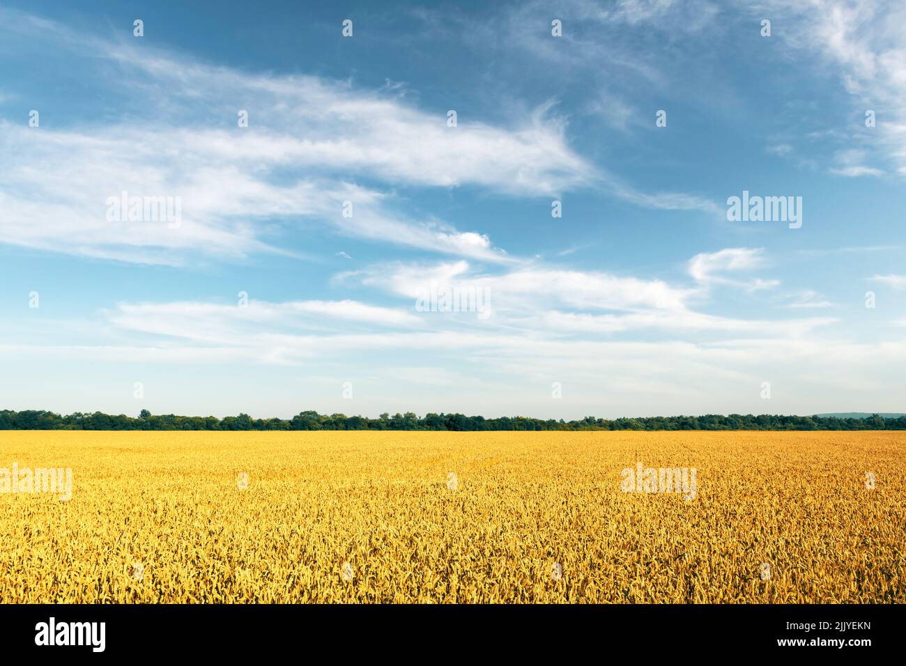 Reife Weizenspikelets auf goldenem Feld vor blauem Himmel mit flauschigen Wolken. Industrie- und Naturlandschaft. Ukraine, Europa Stockfoto