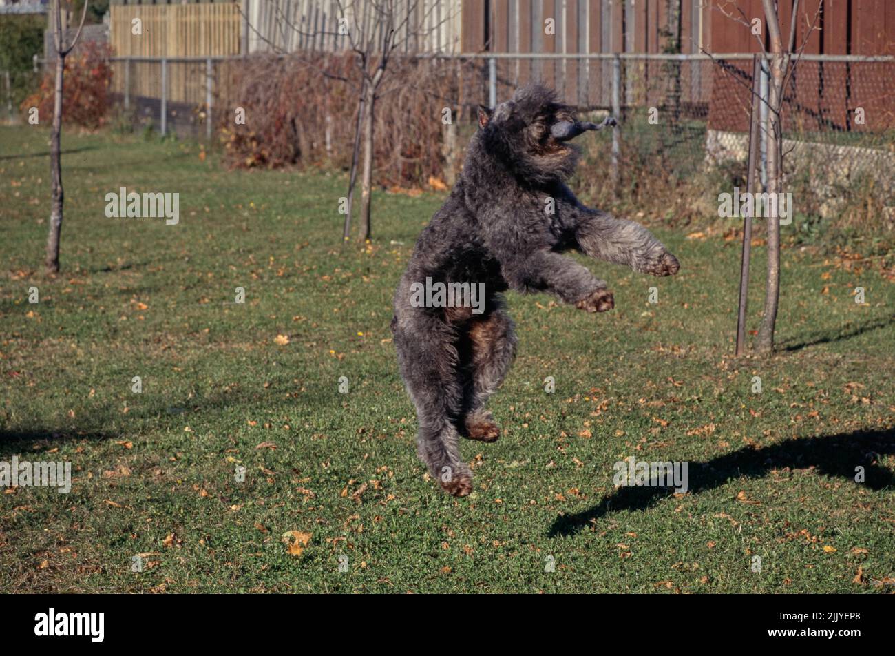 Bouvier springt in die Luft, um Spielzeug im Garten zu fangen Stockfoto