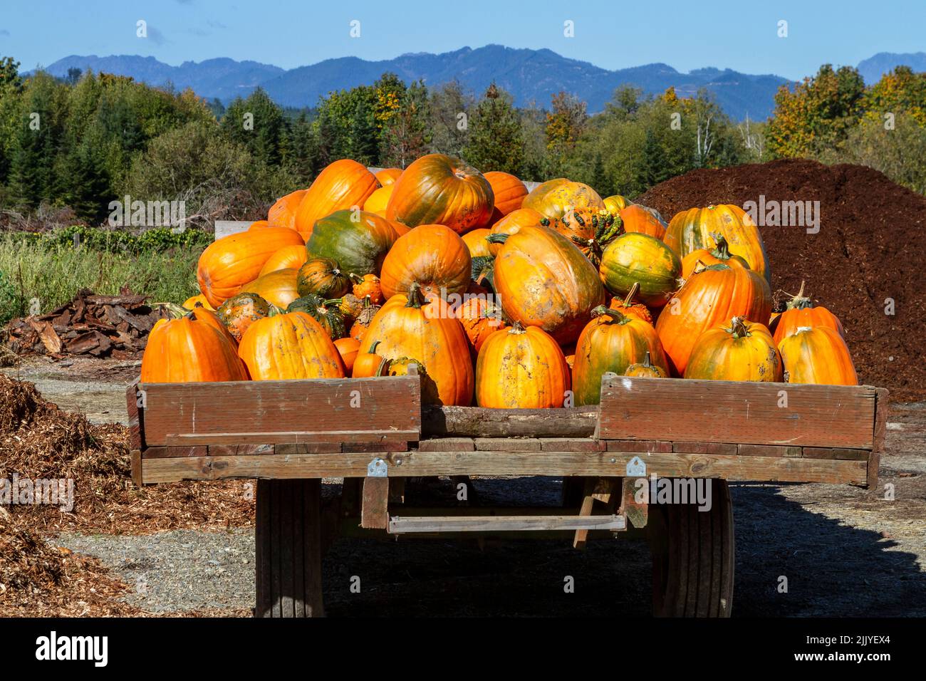 Eine Ladung von gerade gepflückten Kürbissen, die an einem sonnigen Oktobertag auf einer lokalen Farm im westlichen Bundesstaat Washington, USA, geerntet wurden. Stockfoto