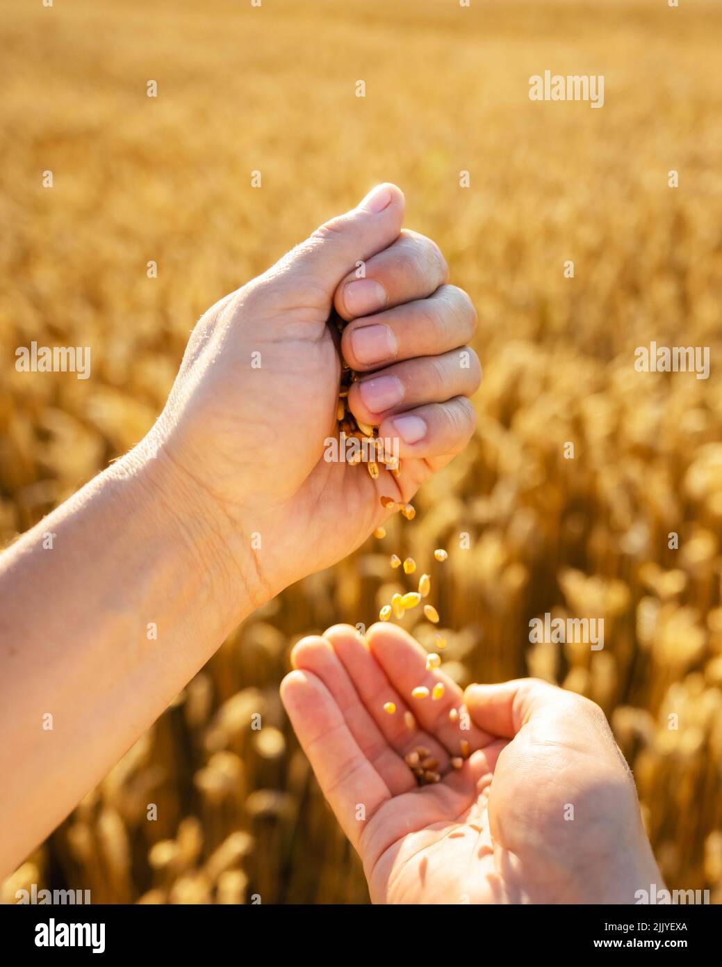 Reife Weizenkörner in agronomistischen Händen auf goldenem Feld, das durch das orangefarbene Abendlicht leuchtet. Industrie- und Naturhintergrund Stockfoto