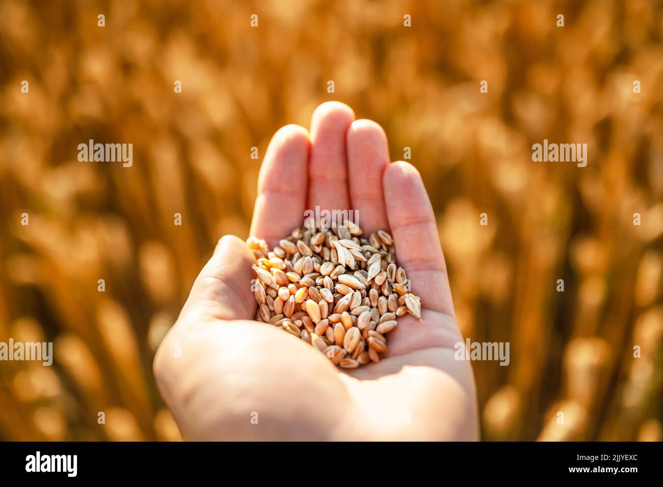 Reife Weizenkörner in agronomistischer Hand auf goldenem Feld, das durch das orangefarbene Abendlicht leuchtet. Industrie- und Naturhintergrund Stockfoto