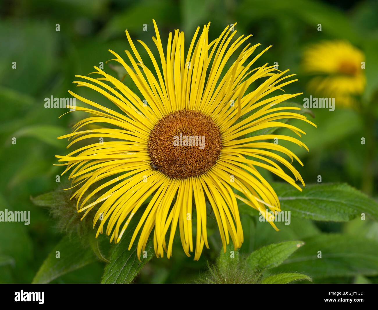 Gelbe Wasserpfeife, Flohblume, Inula hookeri Stockfoto