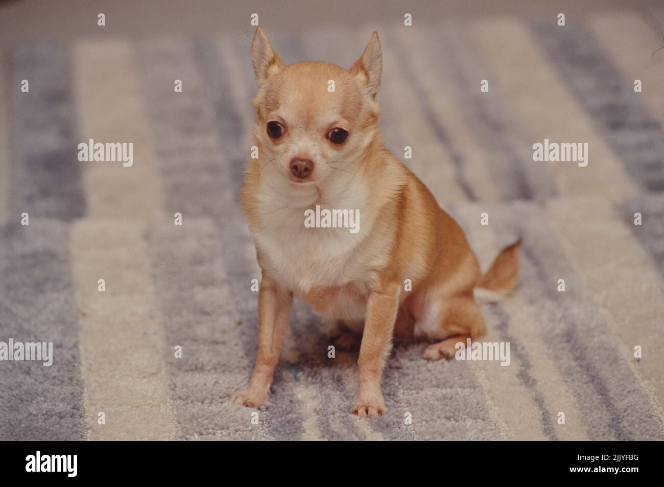 Chihuahua sitzt auf einem blau-weiß gestreiften Teppich Stockfoto
